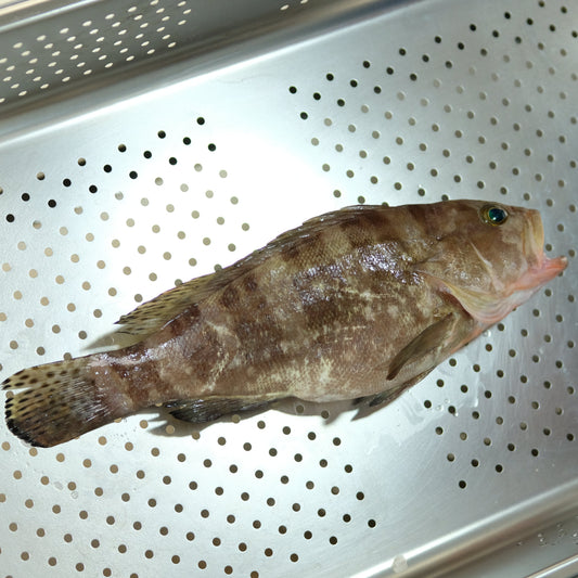 Kerapu ( Banded Grouper ) Utuh