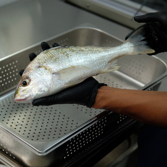 Menganti Fillet