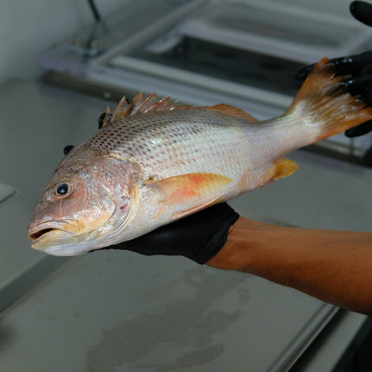 Kakap Jenaha (Golden snapper)  Fillet