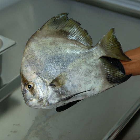 Panama Spadefish Utuh
