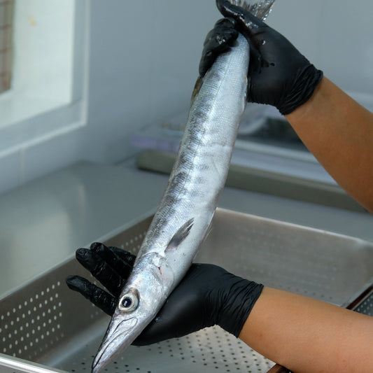 Fillet Ikan Barracuda Tanpa Kulit