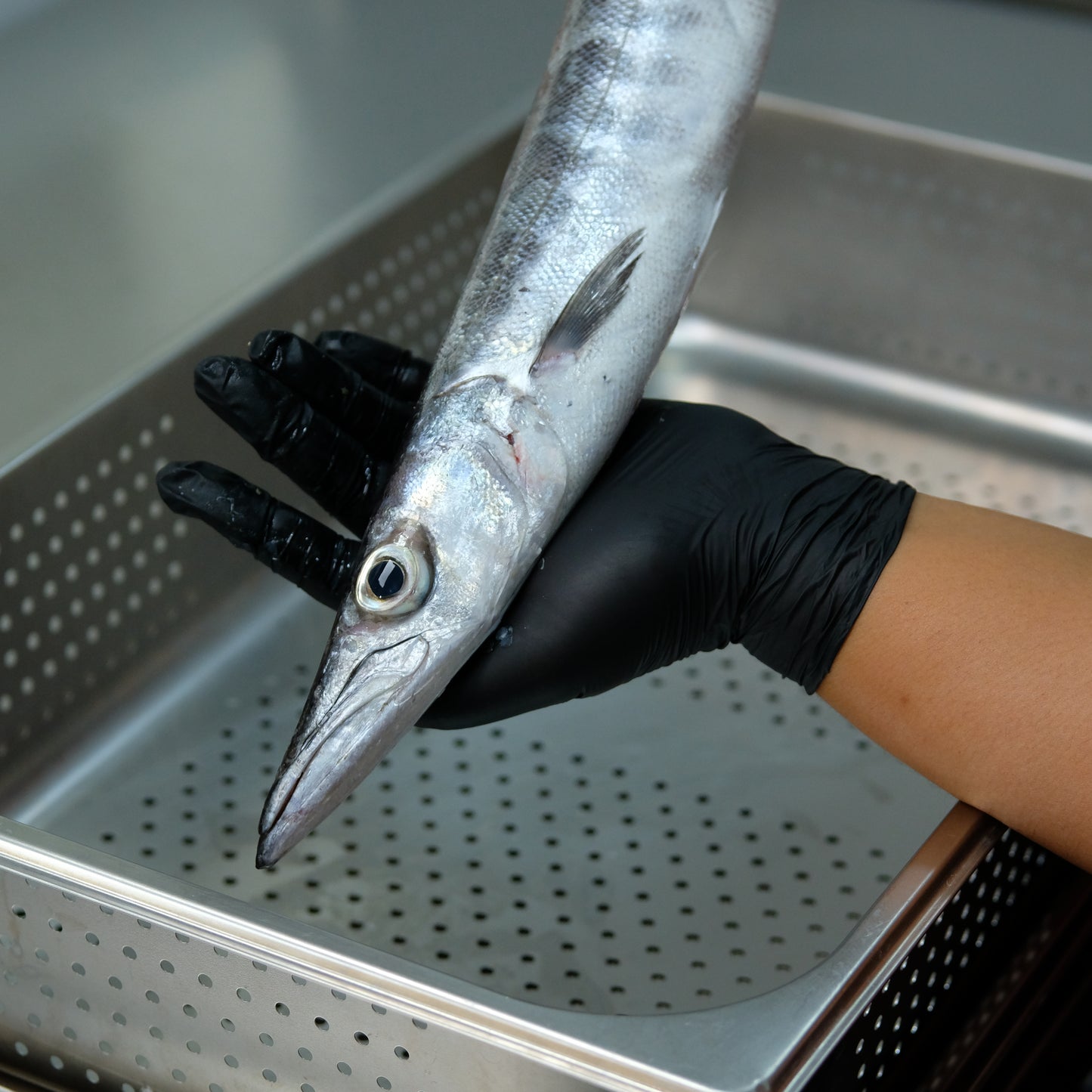 Fillet Ikan Barracuda Tanpa Kulit