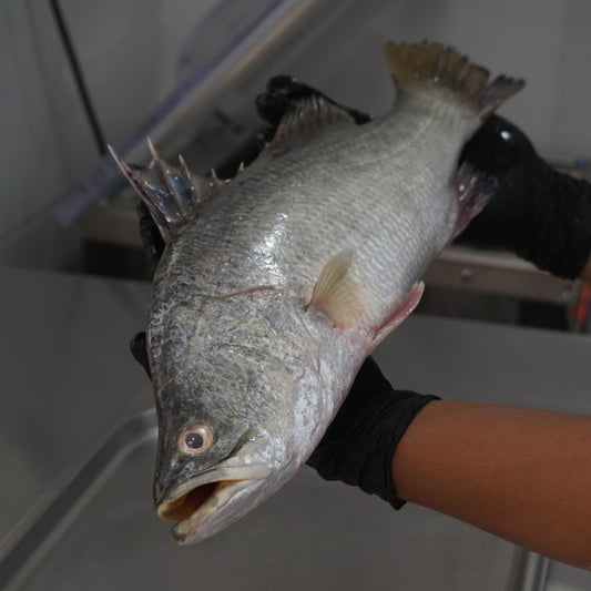 Kakap Putih Baramundi Fillet