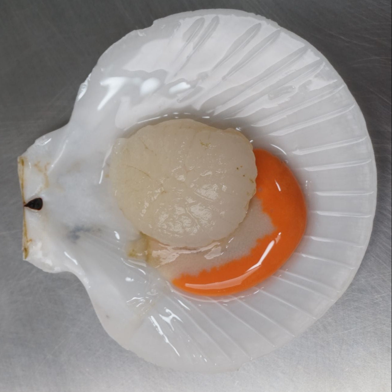 Kerang Simping Kupas w/Telur