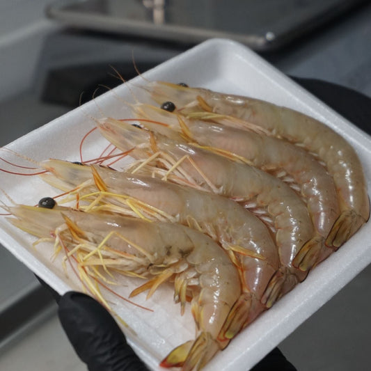 Udang Jerbung Kecil ( S )